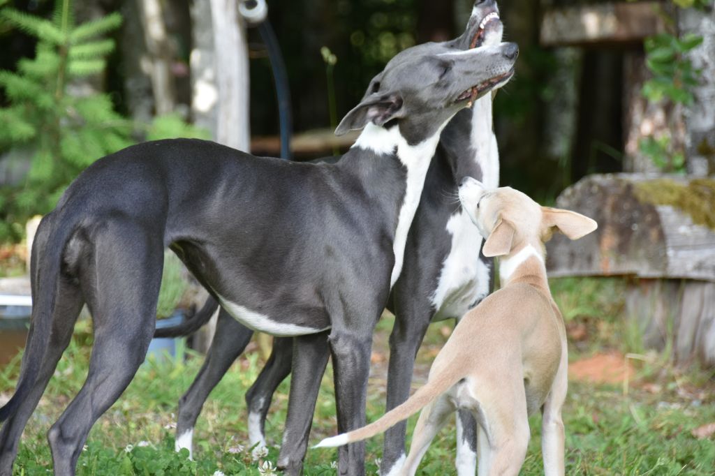 Elevage Whippet Du clos des élégantes