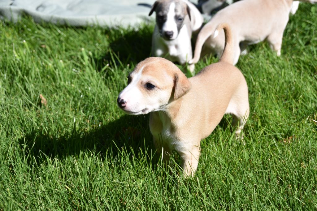 Du Clos Des Elégantes - Chiots disponibles - Whippet