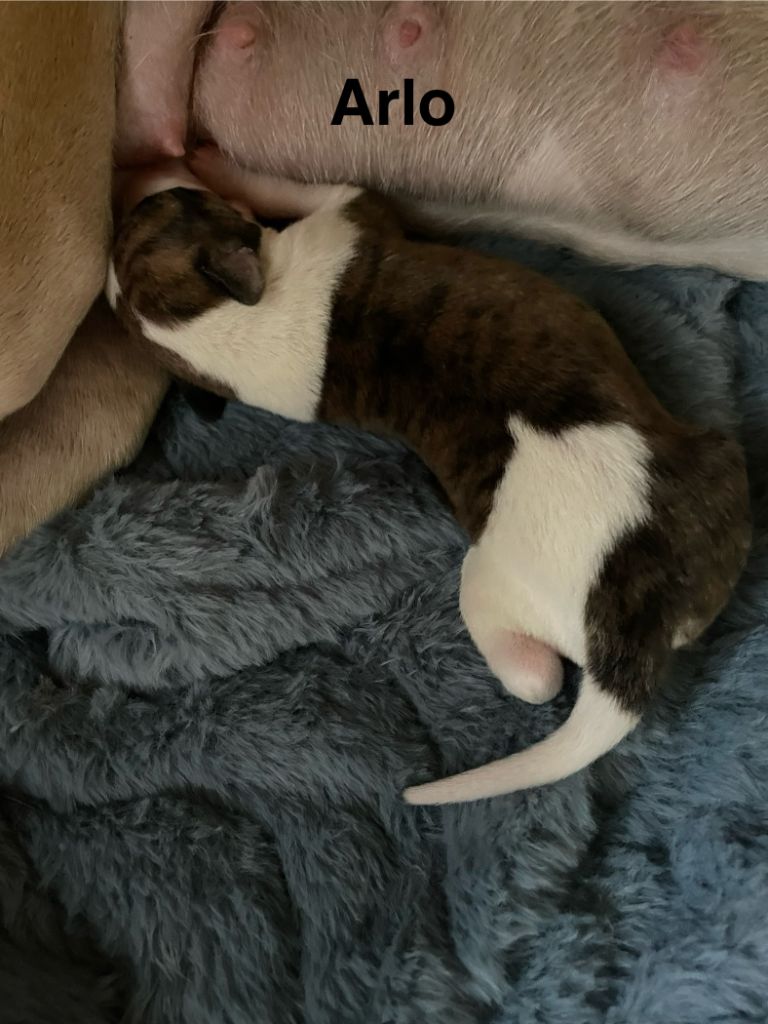 Du Clos Des Elégantes - Chiots disponibles - Whippet