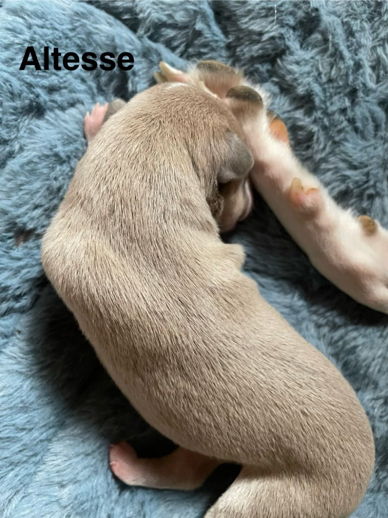 Du Clos Des Elégantes - Chiots disponibles - Whippet