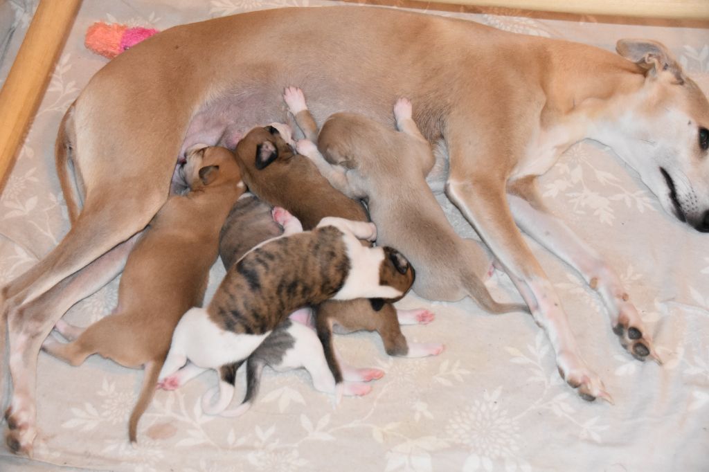 Du Clos Des Elégantes - Whippet - Portée née le 18/09/2025