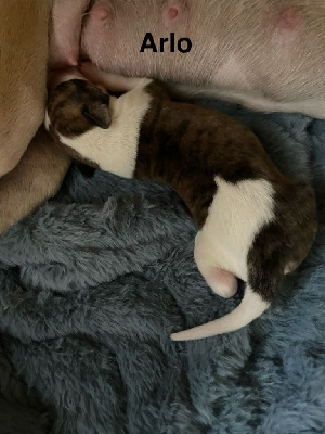 ARLO