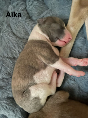AÏKA