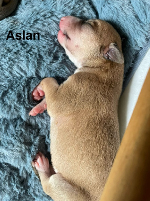 ASLAN