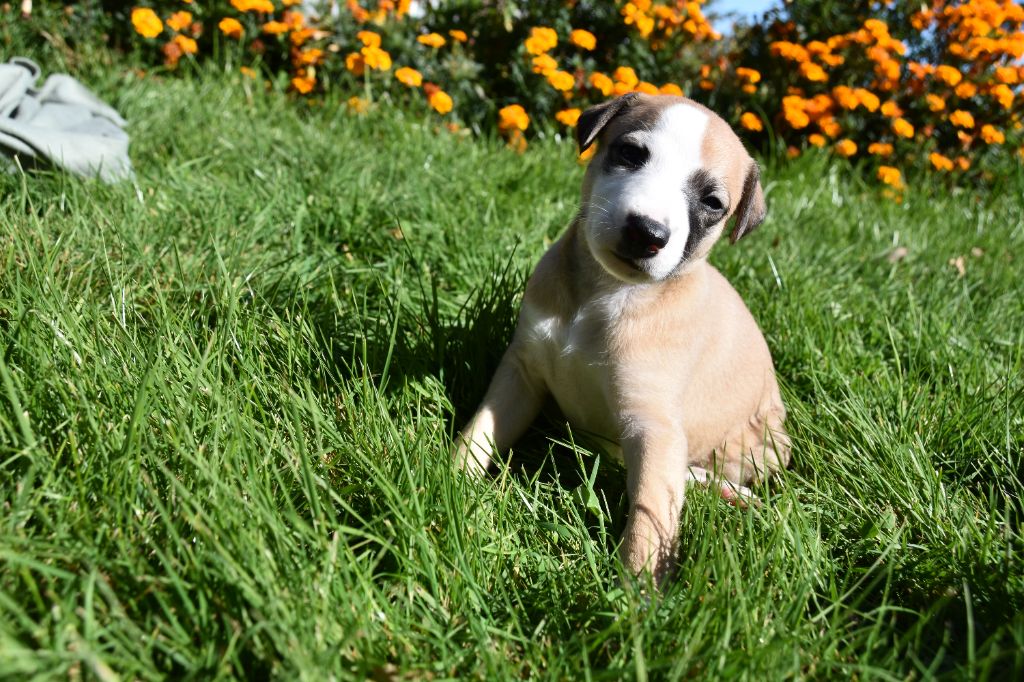 Du Clos Des Elégantes - Chiots disponibles - Whippet