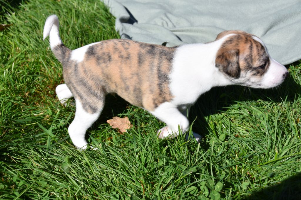 Du Clos Des Elégantes - Chiots disponibles - Whippet