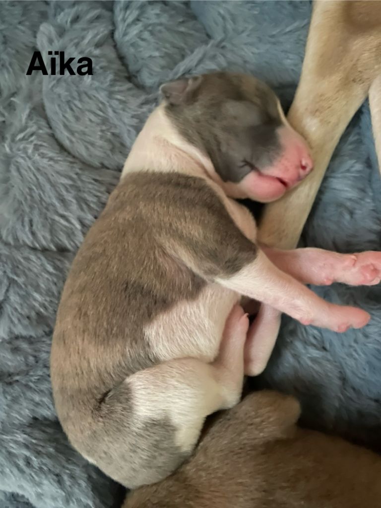 Du Clos Des Elégantes - Chiots disponibles - Whippet