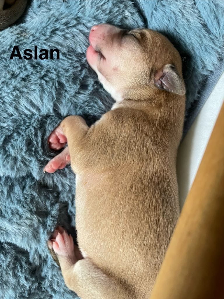 Du Clos Des Elégantes - Chiots disponibles - Whippet